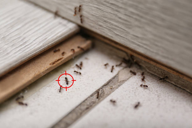 Best Rat Extermination Near Me  in Browns Lake, WI